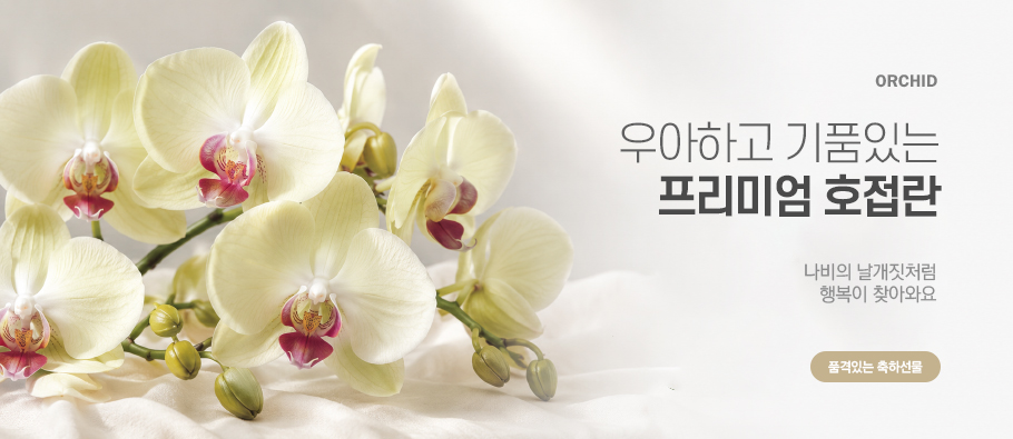 기품있는 서양란